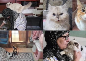 No feline left behind! – Lebanese woman flees Beirut with 40 cats amid regional escalation