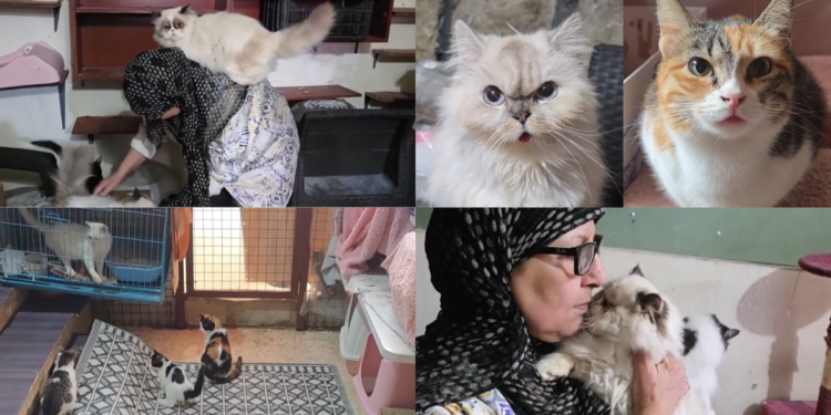 No feline left behind! – Lebanese woman flees Beirut with 40 cats amid regional escalation