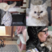 No feline left behind! – Lebanese woman flees Beirut with 40 cats amid regional escalation