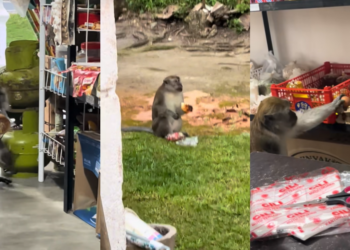 Calm Monkey Enters Small Shop Daily and Quietly Steals Fresh Eggs