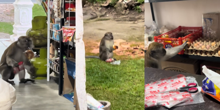 Calm Monkey Enters Small Shop Daily and Quietly Steals Fresh Eggs