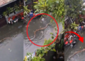 Giant Python Swims Through Flooded Bali Streets After Record Rainfall