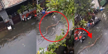 Giant Python Swims Through Flooded Bali Streets After Record Rainfall