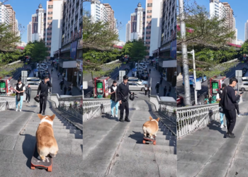 Fearless Puppy Rides Skateboard Down Busy Staircase, Stunning Passing Pedestrians