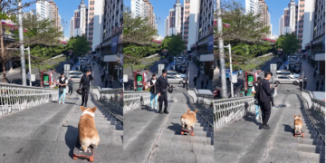 Fearless Puppy Rides Skateboard Down Busy Staircase, Stunning Passing Pedestrians