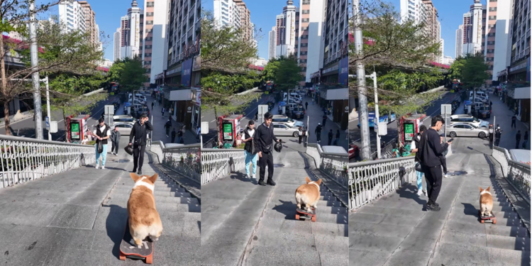 Fearless Puppy Rides Skateboard Down Busy Staircase, Stunning Passing Pedestrians