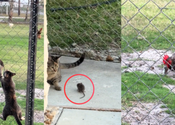 Cat Catches the Rat, but It Escapes Before Chicken Suddenly Takes It
