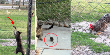 Cat Catches the Rat, but It Escapes Before Chicken Suddenly Takes It