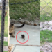 Cat Catches the Rat, but It Escapes Before Chicken Suddenly Takes It