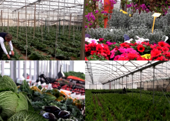 Costs climb, crops wait – Italian growers sound alarm over fertiliser price surge, export disruptions amid Hormuz crisis