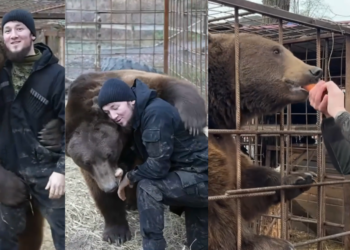 Bear-knuckle fighting! – Russian takes in orphaned cub… who turns ‘sparring partner’