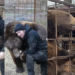 Bear-knuckle fighting! – Russian takes in orphaned cub… who turns ‘sparring partner’