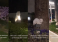 Four White Cats Perched on Park Lights Spark Midnight Boss Battle Mystery