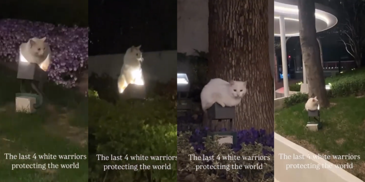 Four White Cats Perched on Park Lights Spark Midnight Boss Battle Mystery
