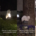 Four White Cats Perched on Park Lights Spark Midnight Boss Battle Mystery