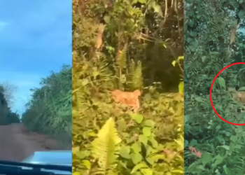 Tiger Spotted Near Plantation Road Alarms Johor Village Residents After Shocking Video