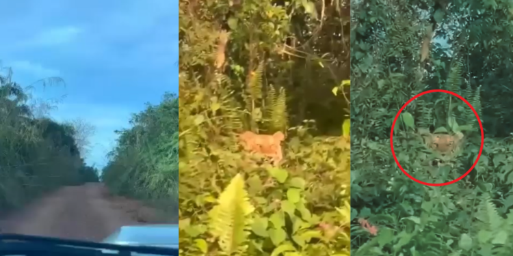 Tiger Spotted Near Plantation Road Alarms Johor Village Residents After Shocking Video
