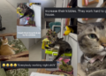 “Everybody working night shift?” Woman’s Sweet Corridor Exchange with Her Cats Steals Hearts