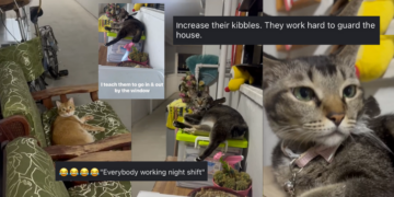 “Everybody working night shift?” Woman’s Sweet Corridor Exchange with Her Cats Steals Hearts