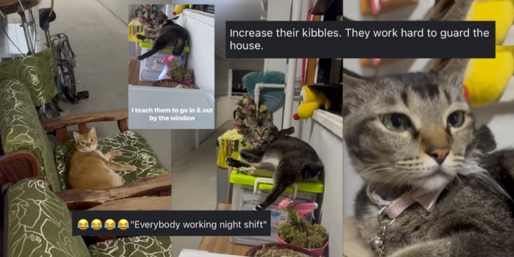 “Everybody working night shift?” Woman’s Sweet Corridor Exchange with Her Cats Steals Hearts
