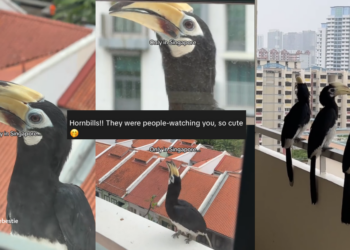 Hornbills Peek Into Homes, Surprise Residents Across Housing Estates Again
