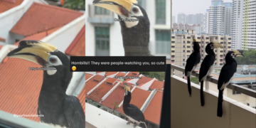 Hornbills Peek Into Homes, Surprise Residents Across Housing Estates Again