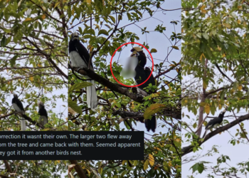 “Very Interesting to See in Real Life”: Hornbill Seen Eating Chick on Holland Road