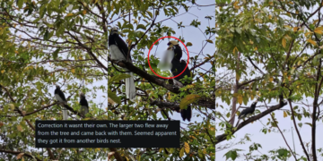“Very Interesting to See in Real Life”: Hornbill Seen Eating Chick on Holland Road