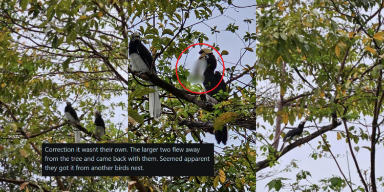 “Very Interesting to See in Real Life”: Hornbill Seen Eating Chick on Holland Road