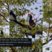 “Very Interesting to See in Real Life”: Hornbill Seen Eating Chick on Holland Road