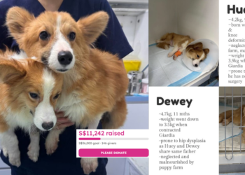 Rescued From Puppy Farm, Two Corgi Brothers Need Urgent Medical Care After Severe Neglect