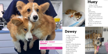 Rescued From Puppy Farm, Two Corgi Brothers Need Urgent Medical Care After Severe Neglect