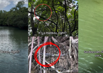 Singapore Content Creator Went Viral by Hilariously Misidentifying Animals at Paris Ris Park