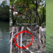 Singapore Content Creator Went Viral by Hilariously Misidentifying Animals at Paris Ris Park