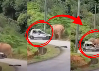 Mother Elephant Smashes Car After Baby Gets Trapped in Roadside Drain
