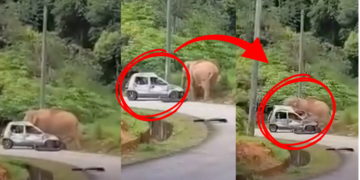 Mother Elephant Smashes Car After Baby Gets Trapped in Roadside Drain