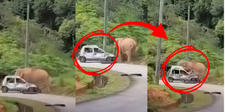Mother Elephant Smashes Car After Baby Gets Trapped in Roadside Drain