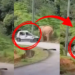 Mother Elephant Smashes Car After Baby Gets Trapped in Roadside Drain