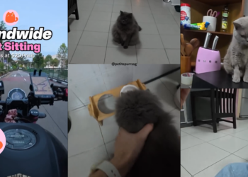 Islandwide Cat Sitter Shows Real Visit Routine, Wins Praise For Gentle, Transparent Home Visit Care