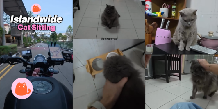 Islandwide Cat Sitter Shows Real Visit Routine, Wins Praise For Gentle, Transparent Home Visit Care