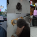 Islandwide Cat Sitter Shows Real Visit Routine, Wins Praise For Gentle, Transparent Home Visit Care