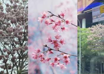 Singapore’s Pink Trumpet Trees Look Just Like Japanese Sakura—And They’re Blooming Now