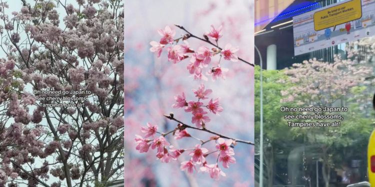 Singapore’s Pink Trumpet Trees Look Just Like Japanese Sakura—And They’re Blooming Now