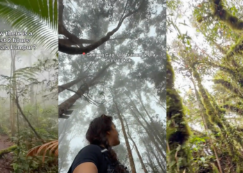 Three Mossy Forests Near KL for Your Holiday Adventure