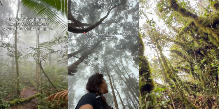Three Mossy Forests Near KL for Your Holiday Adventure