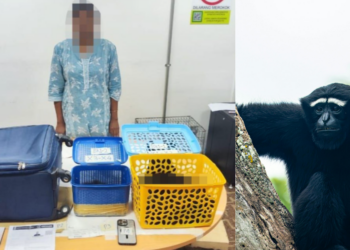 Woman Arrested Trying to Smuggle 4 Rare Gibbons at KLIA