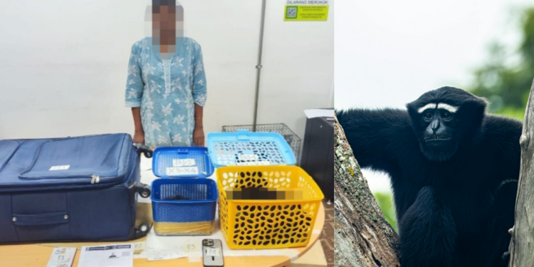 Woman Arrested Trying to Smuggle 4 Rare Gibbons at KLIA