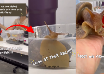 Teacher’s Visit to Singapore’s Snail Farm Highlights Efforts Toward Sustainable Protein