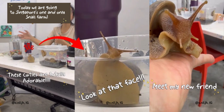 Teacher’s Visit to Singapore’s Snail Farm Highlights Efforts Toward Sustainable Protein