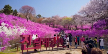 Tickled pink! – Spring paints Korea’s Bucheon in fuchsia hues as Azalea Festival dazzles visitors
